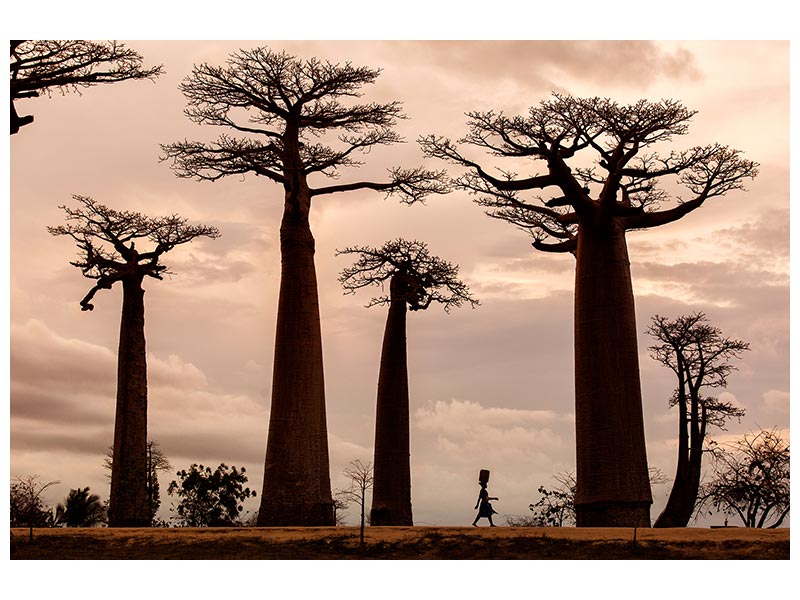 canvas-print-madagascar-x