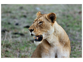 canvas-print-magnificent-lioness