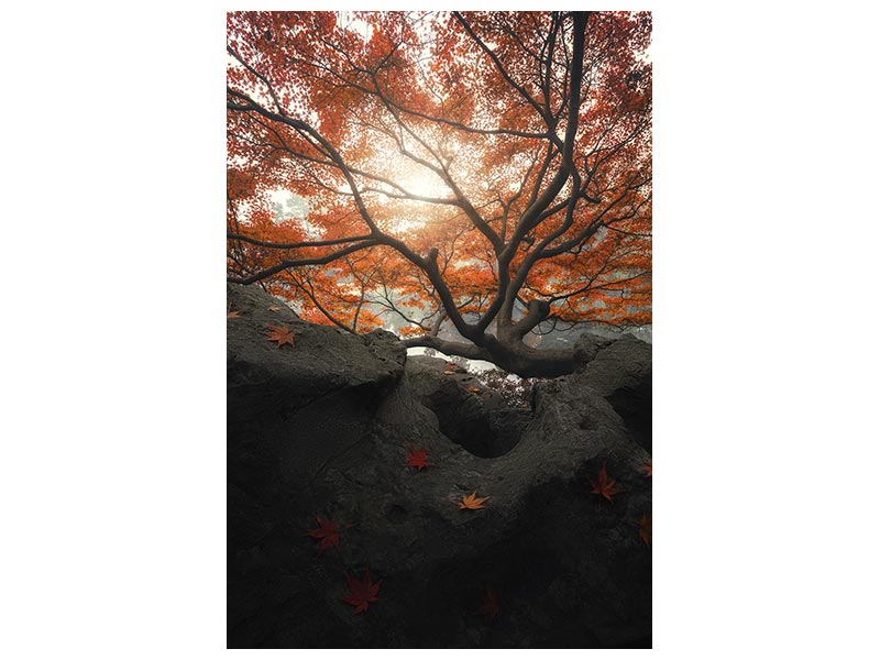 canvas-print-maple-x