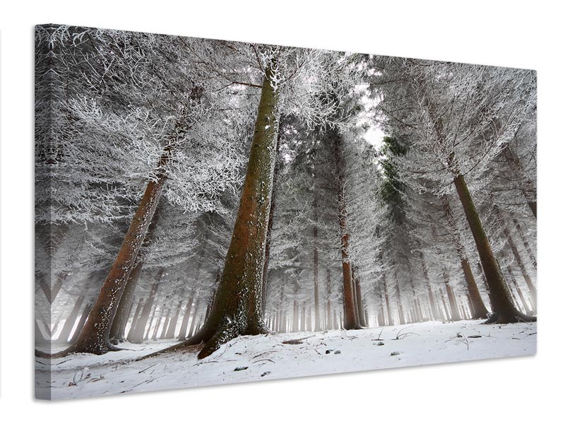 canvas-print-morning-in-the-forest-x