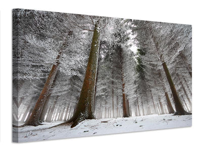 canvas-print-morning-in-the-forest-x