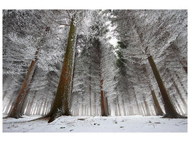 canvas-print-morning-in-the-forest-x