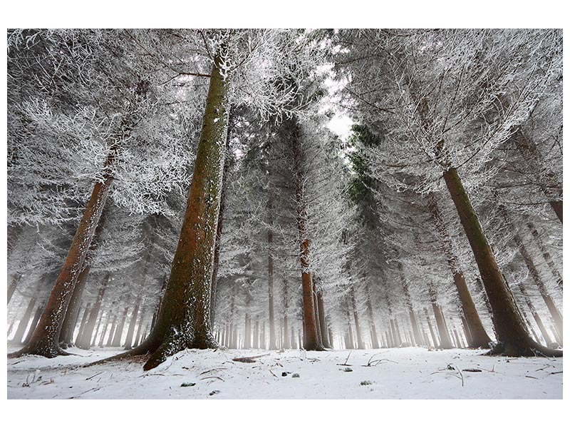canvas-print-morning-in-the-forest-x