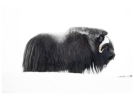 canvas-print-muskox-xzp