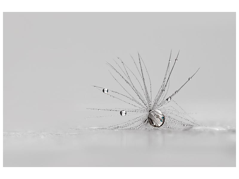 canvas-print-my-silver-spider-x