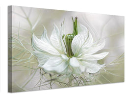 canvas-print-nigella-xdf