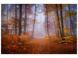 canvas-print-october-trail-x