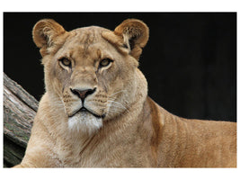 canvas-print-proud-lioness