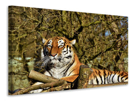 canvas-print-proud-tiger