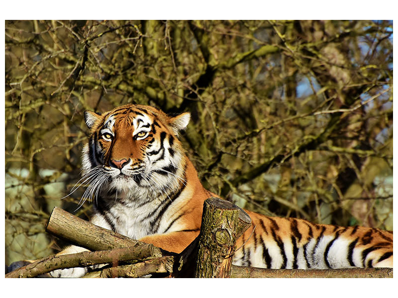 canvas-print-proud-tiger