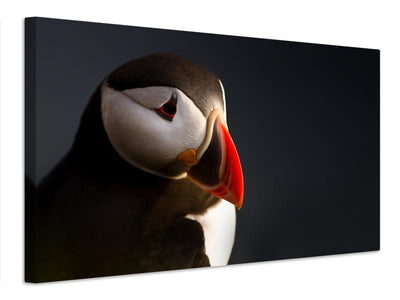 canvas-print-puffin-portrait-x