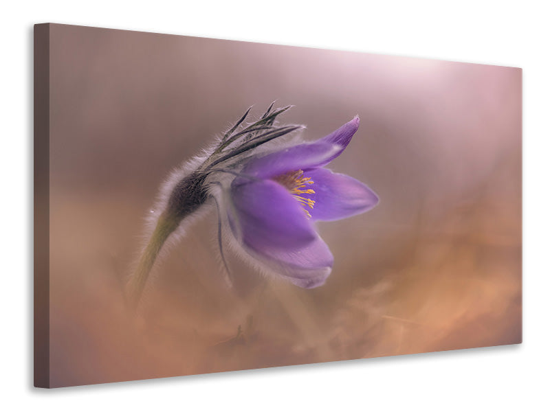 canvas-print-pulsatilla-vulgaris