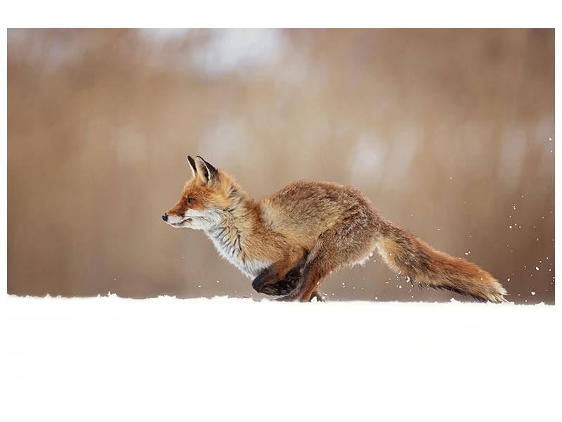 canvas-print-red-fox-xmv