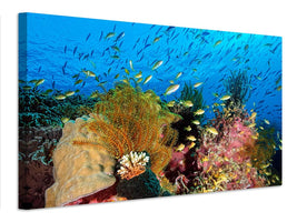 canvas-print-reef-at-cabilao-x