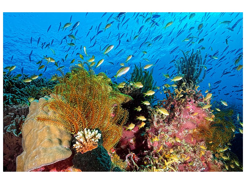 canvas-print-reef-at-cabilao-x