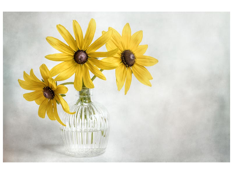 canvas-print-rudbeckia-x