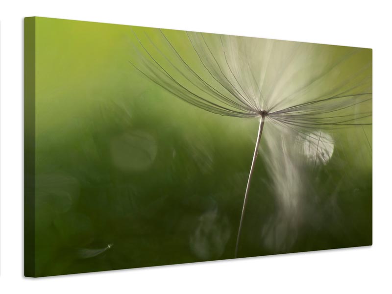 canvas-print-shadows-in-the-green-x