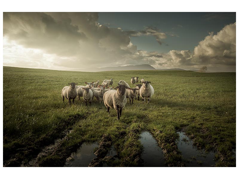 canvas-print-sheep-x