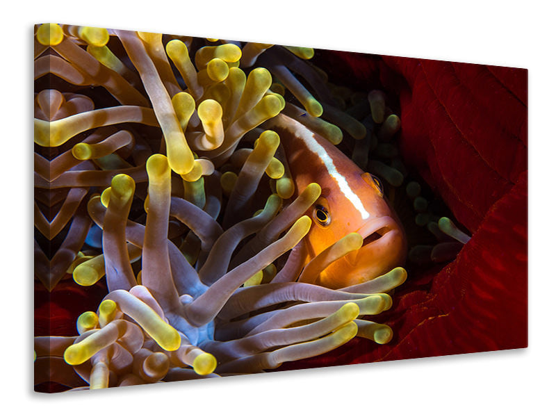 canvas-print-skunk-clownfish