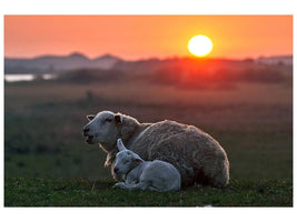 canvas-print-sleep-well-sheep-x