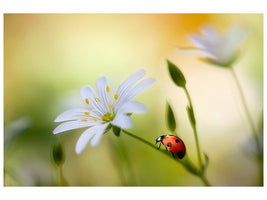 canvas-print-summer-beauties-x