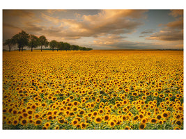 canvas-print-sunflowers