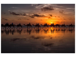 canvas-print-sunset-camel-safari-x