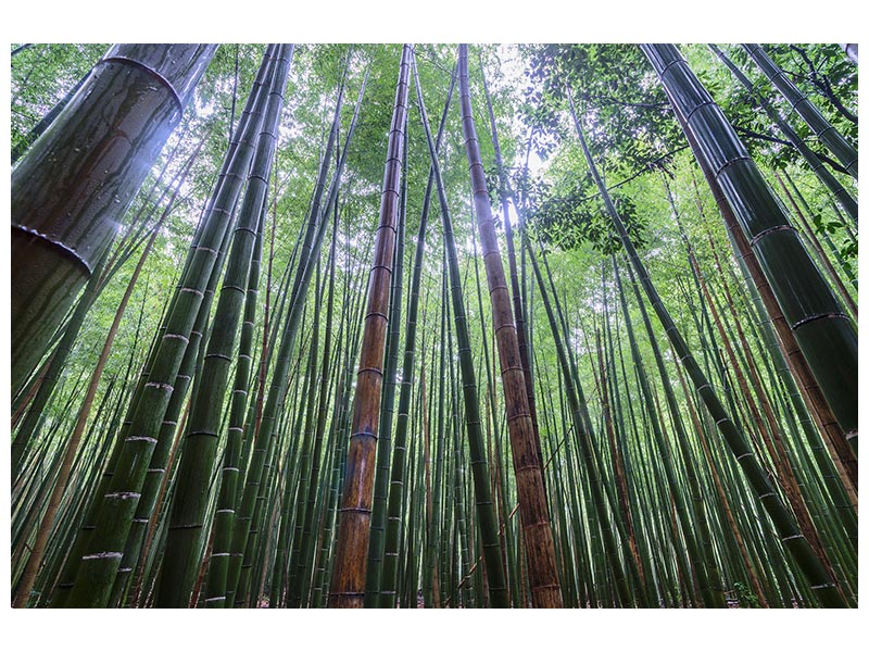 canvas-print-tall-x