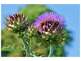 canvas-print-the-artichoke-xl