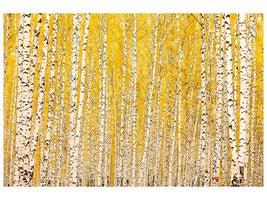 canvas-print-the-birch-forest-in-autumn