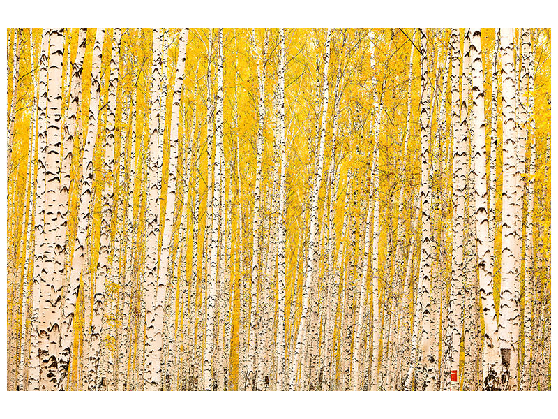 canvas-print-the-birch-forest-in-autumn