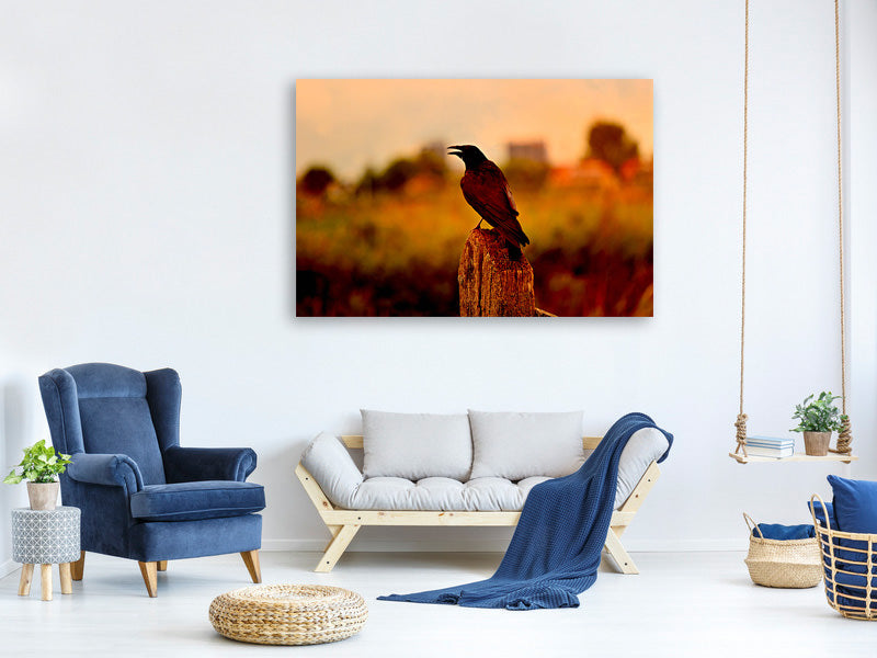 canvas-print-the-crow-in-the-evening-light