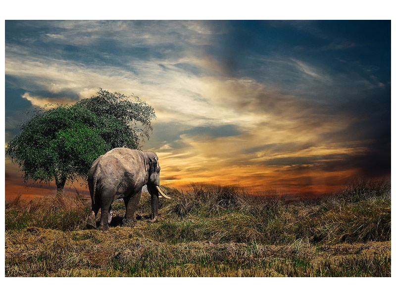 canvas-print-the-elephant-in-the-sunset