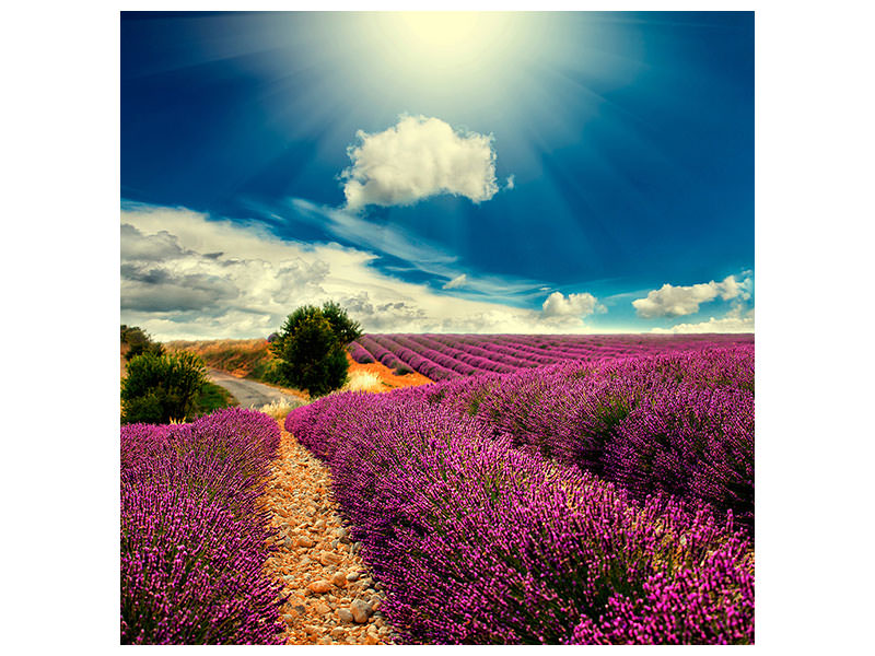 canvas-print-the-lavender-valley