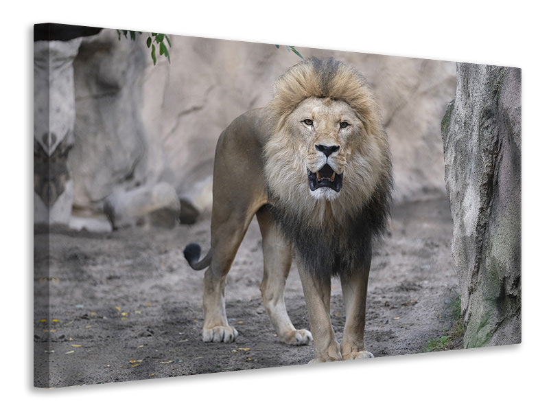 canvas-print-the-lion-and-his-kingdom