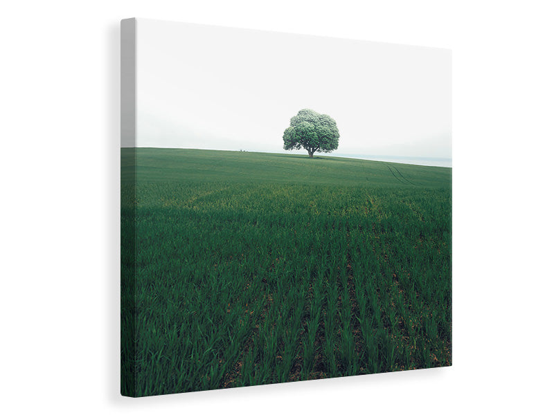 canvas-print-the-lonely-oak-tree