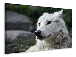 canvas-print-the-lonely-wolf