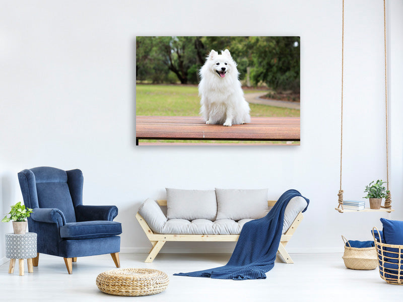 canvas-print-the-spitz-as-a-young-dog