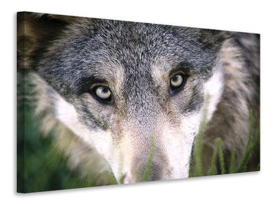 canvas-print-the-wolf39s-look