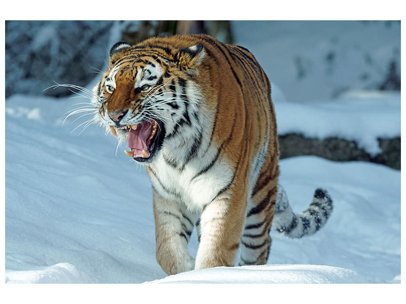 canvas-print-tiger-in-the-snow