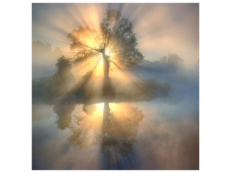 canvas-print-tree-of-light-x