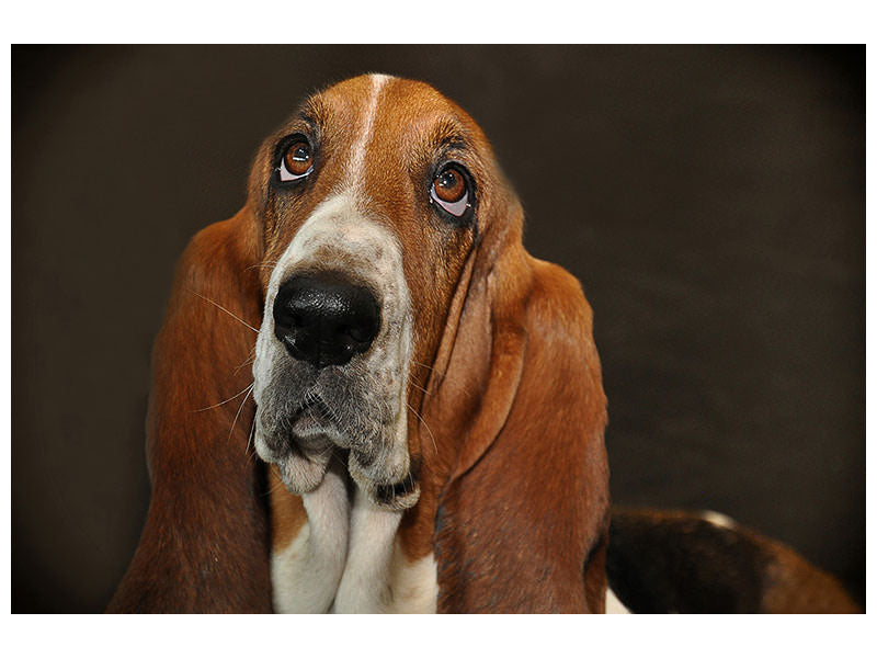 canvas-print-typical-basset