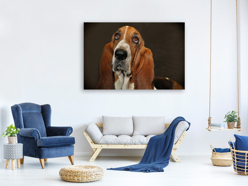 canvas-print-typical-basset