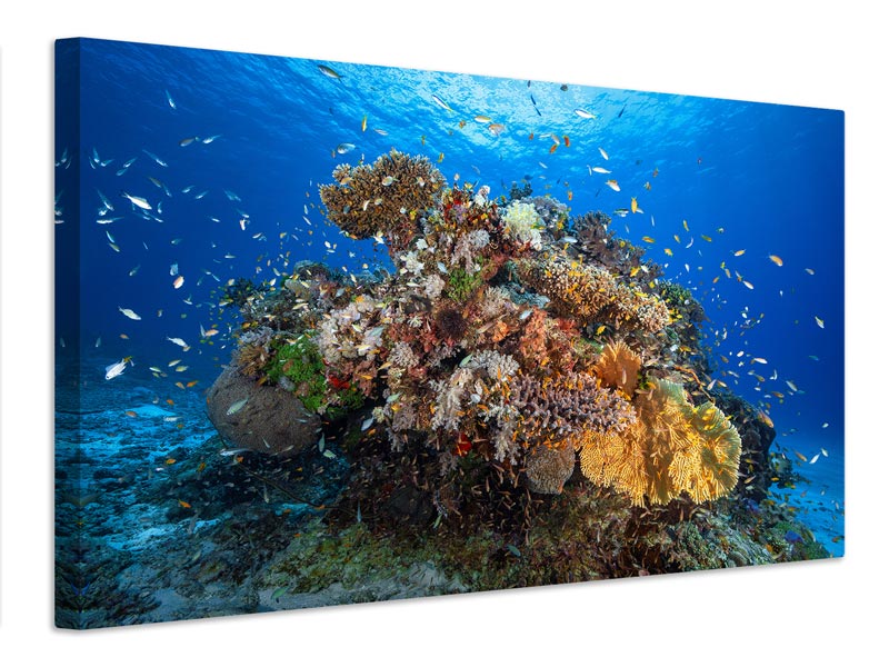 canvas-print-underwater-biodiversity-x