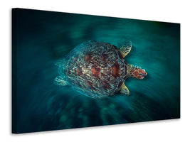 canvas-print-valocity-turtle