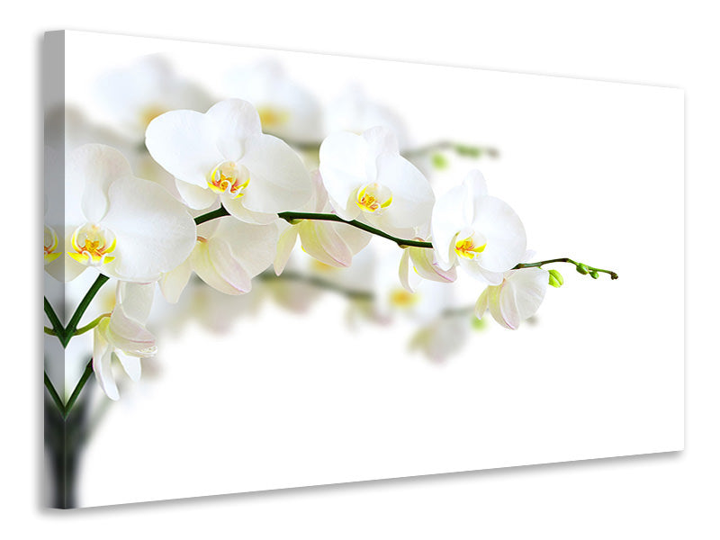 canvas-print-white-orchids