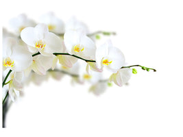 canvas-print-white-orchids