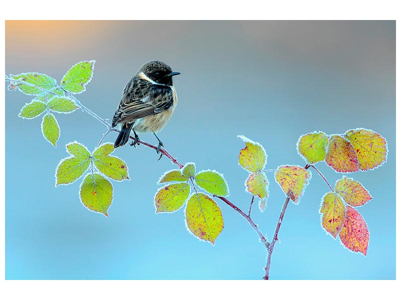 canvas-print-winter-day-x