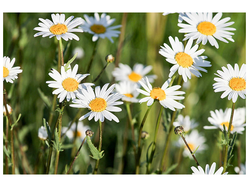 canvas-print-xl-daisies