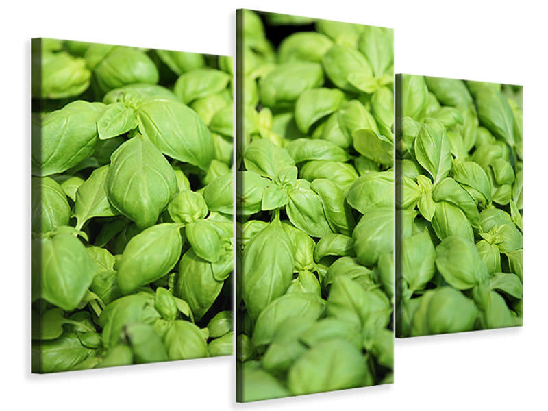 modern-3-piece-canvas-print-all-basil